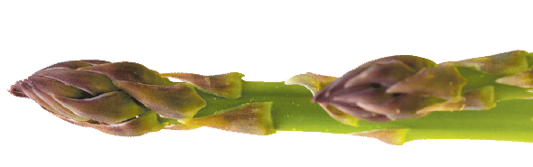 asparagus spear