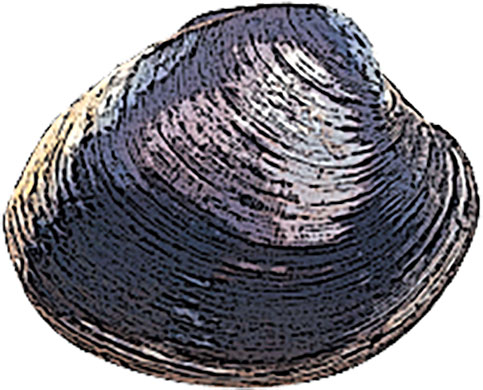 Chowder clam