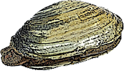 Steamer clam