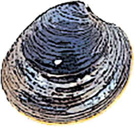 Top Neck clam