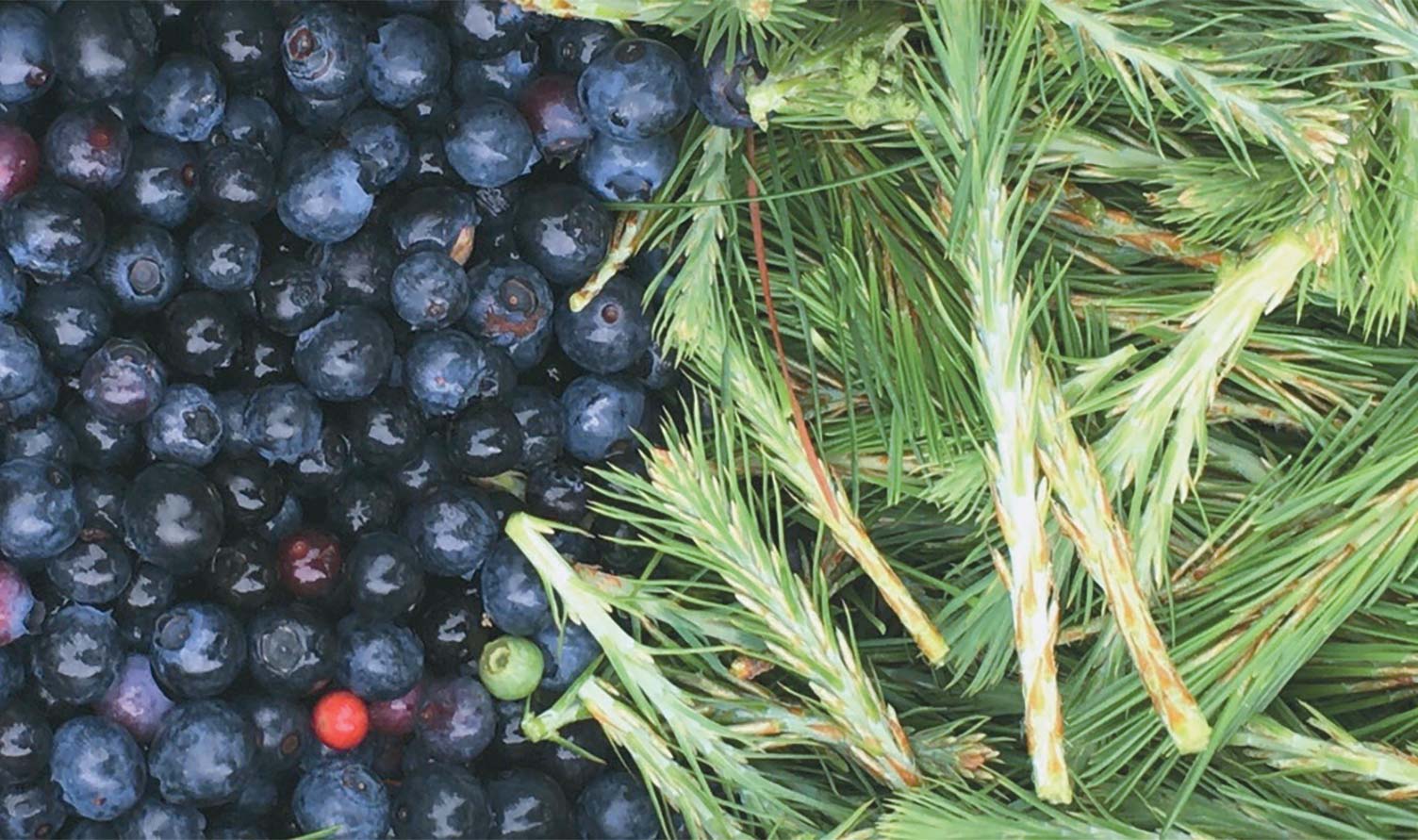 Blueberries and Pine
