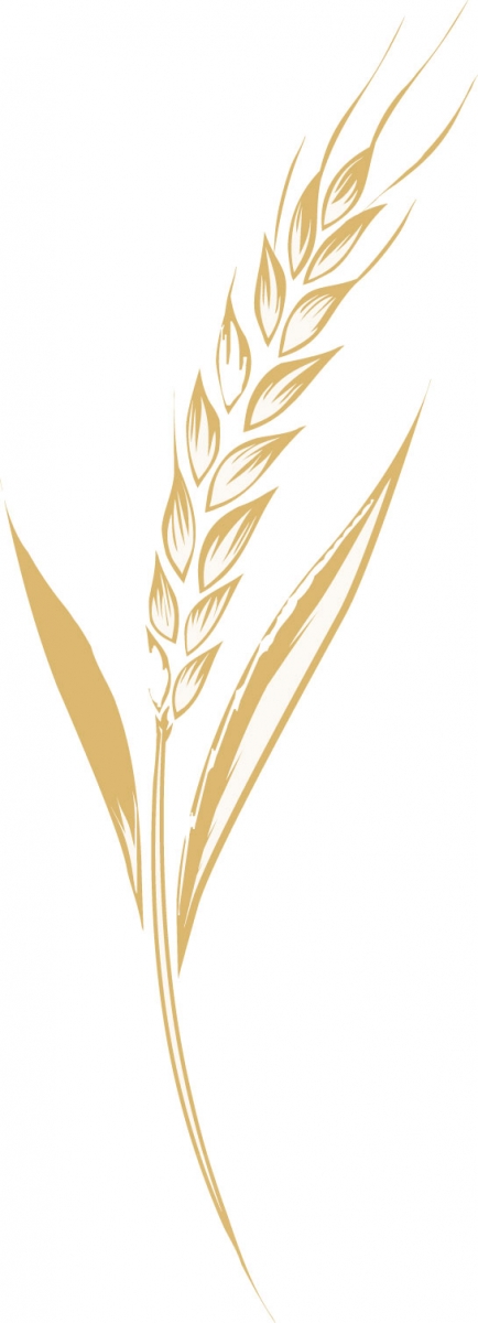 illustration of a stalk of wheat