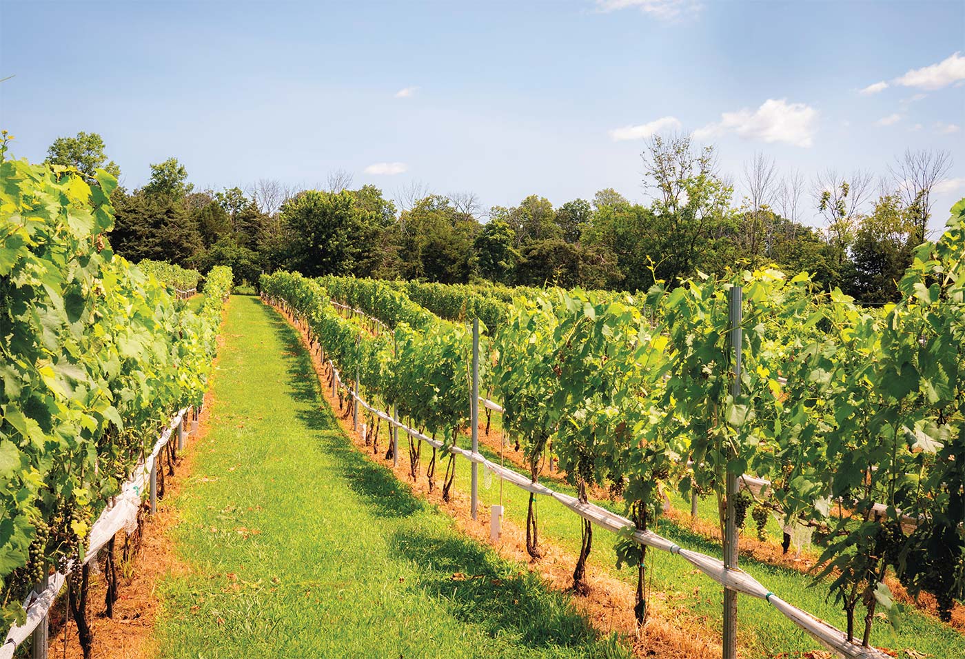 New Jersey vineyard