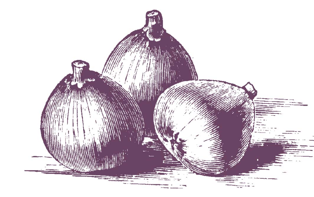 fig illustration