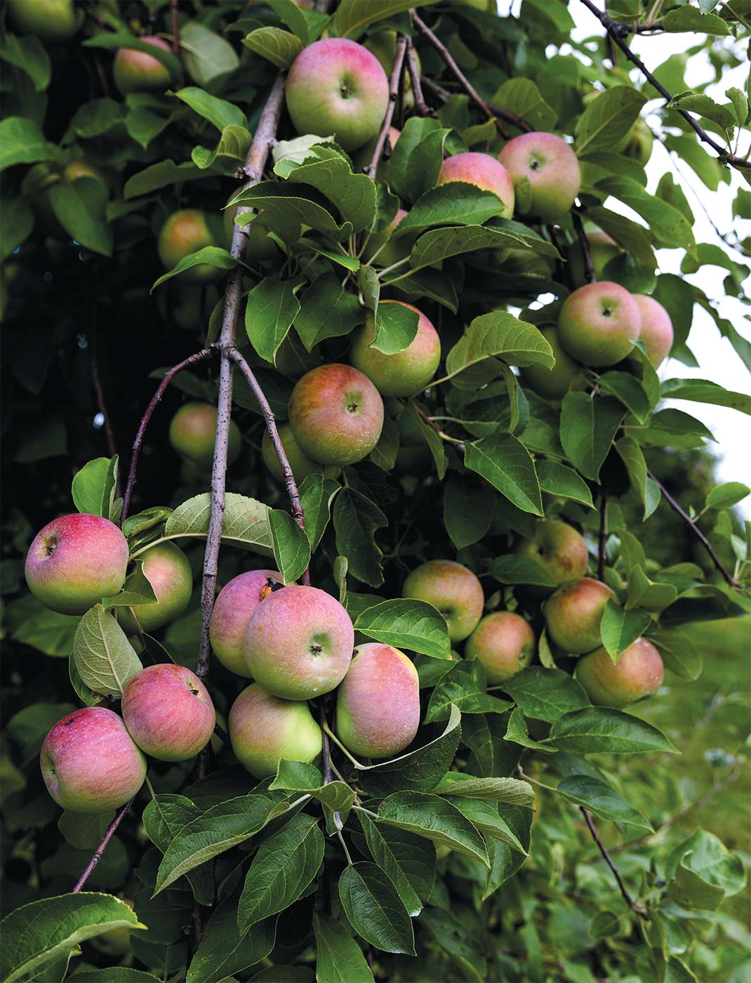 Pick Your Own apples