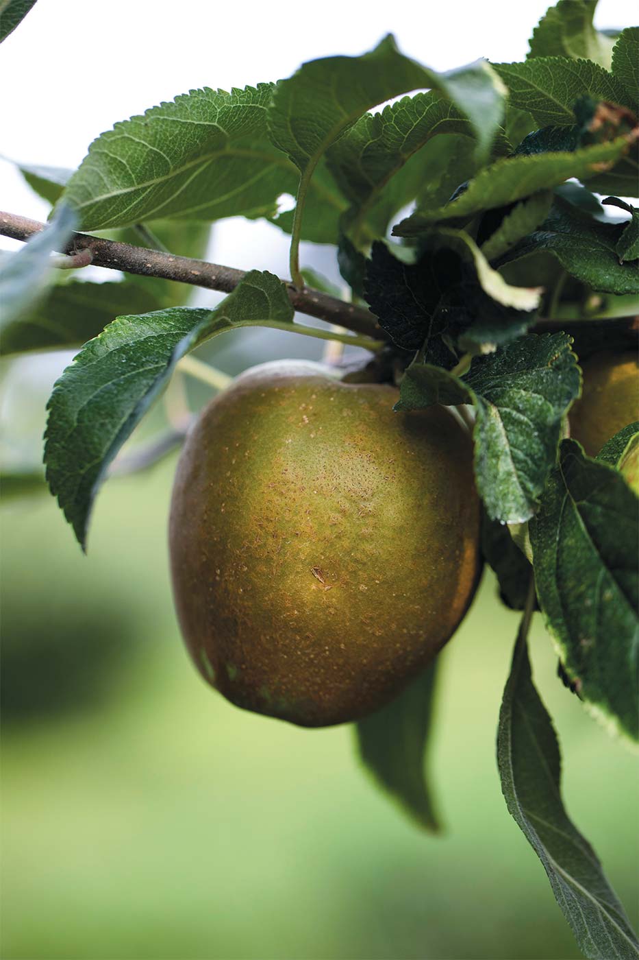 apple growing on the tree at Riamede Farm