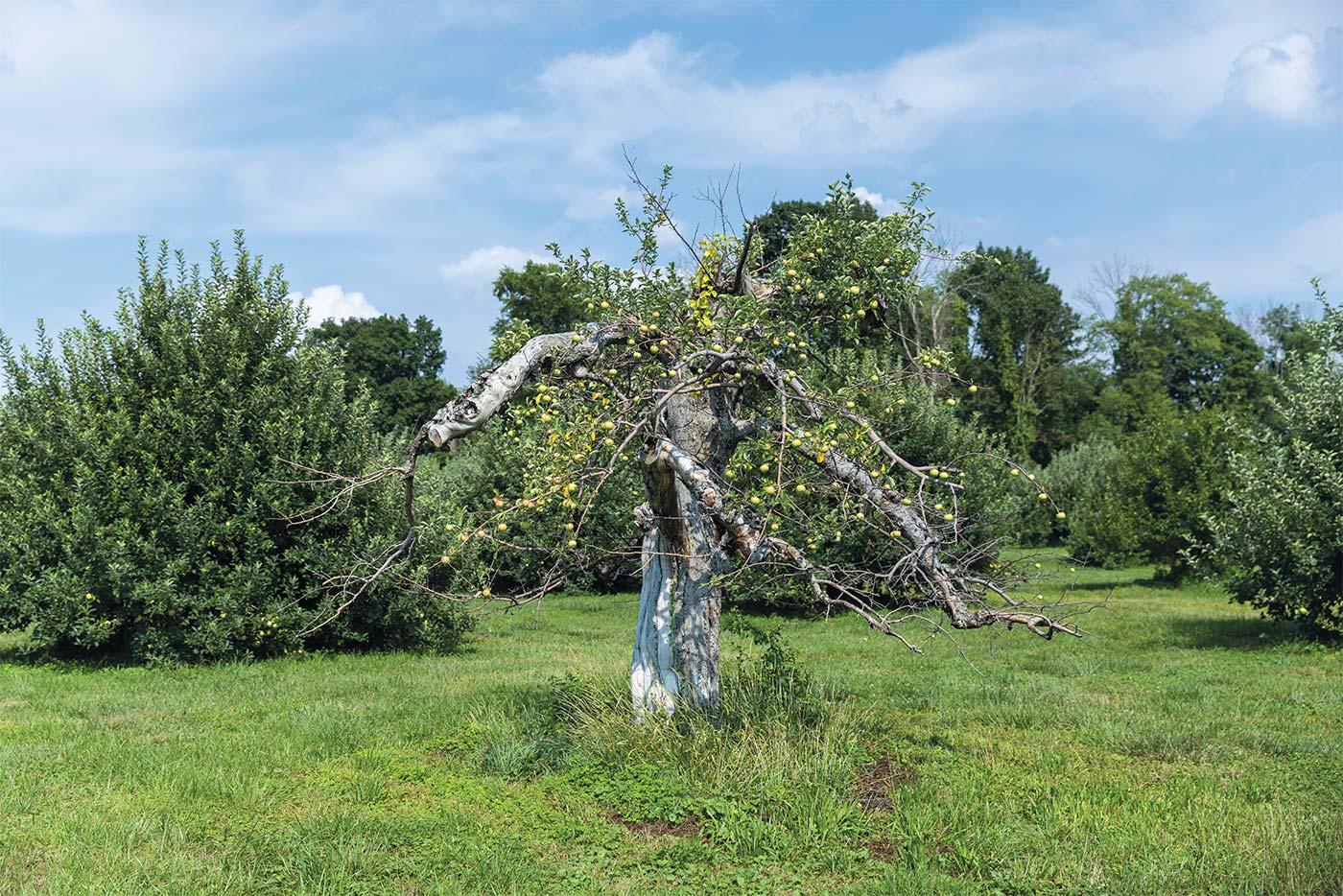 Riamede Farm apple tree