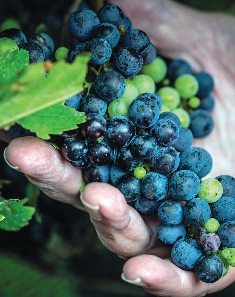 grapes in hand