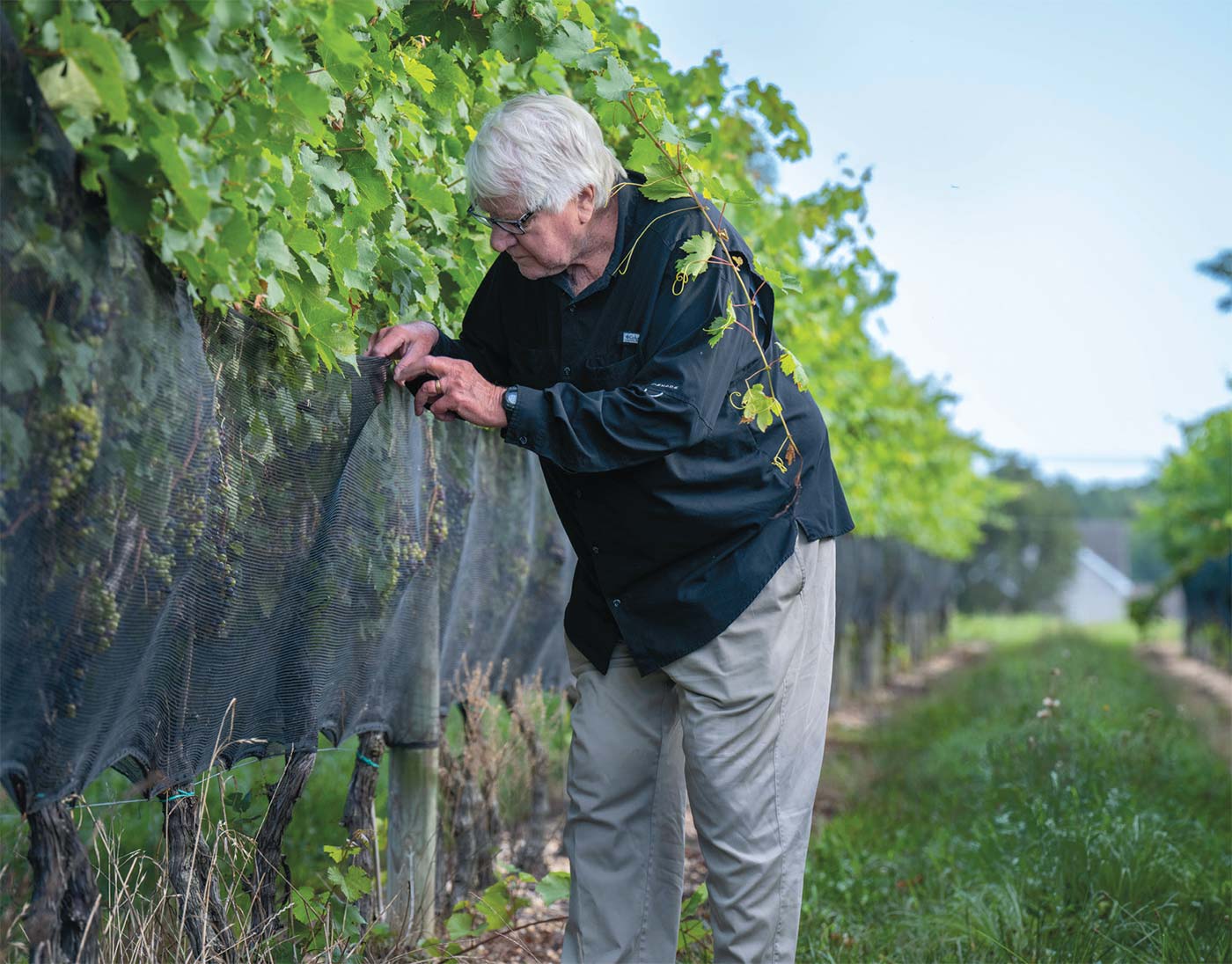 Orley tending vineyard