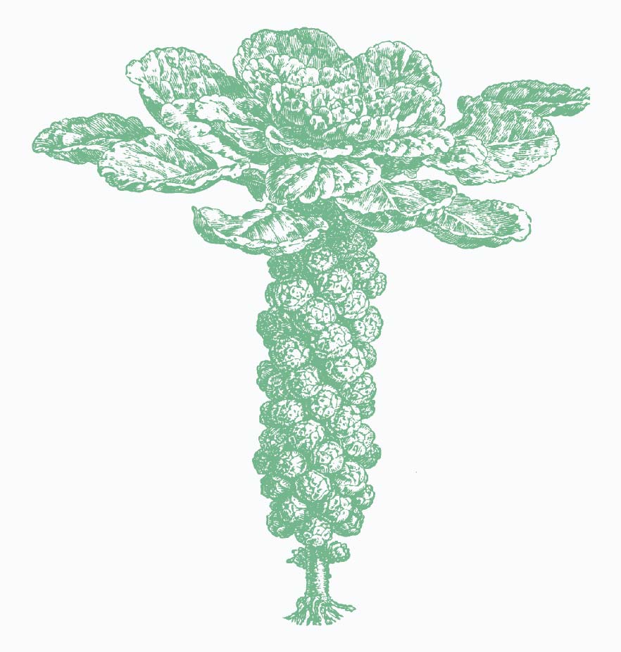 illustration of cauliflower