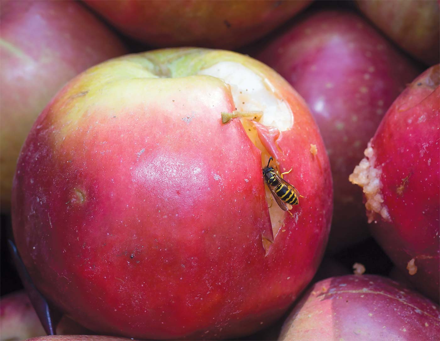 Apple and bee