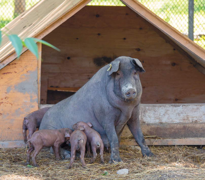 Alentejo sow and piglets