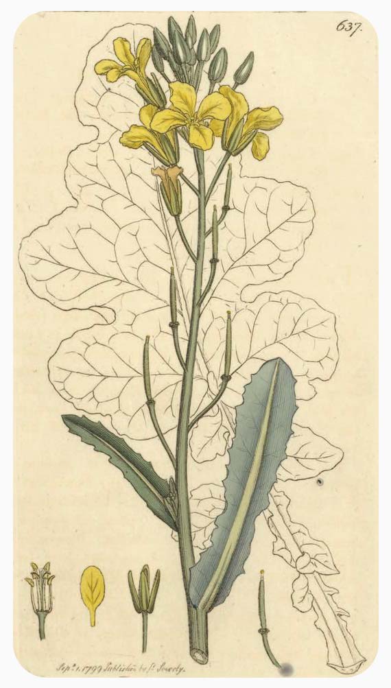 Plate of brassica oleraceae, by James Sowerby; published in English Botany, vol. 9, London, 1852.