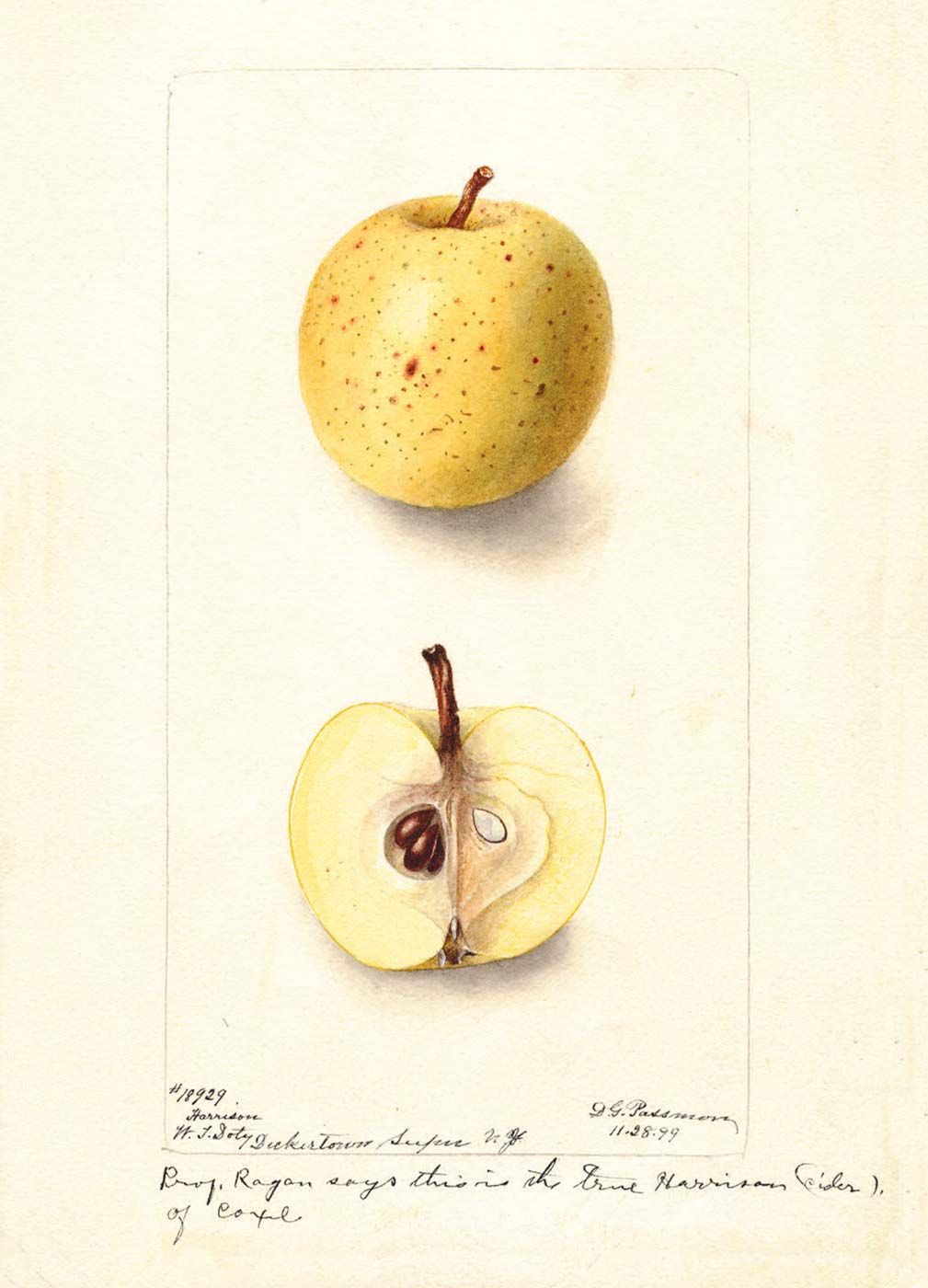 apple illustration