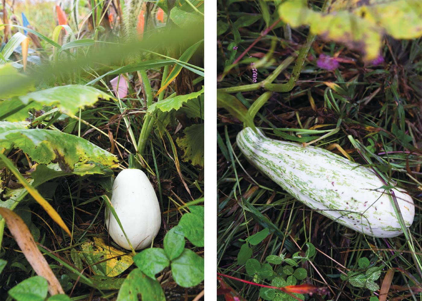 Nanticoke squash