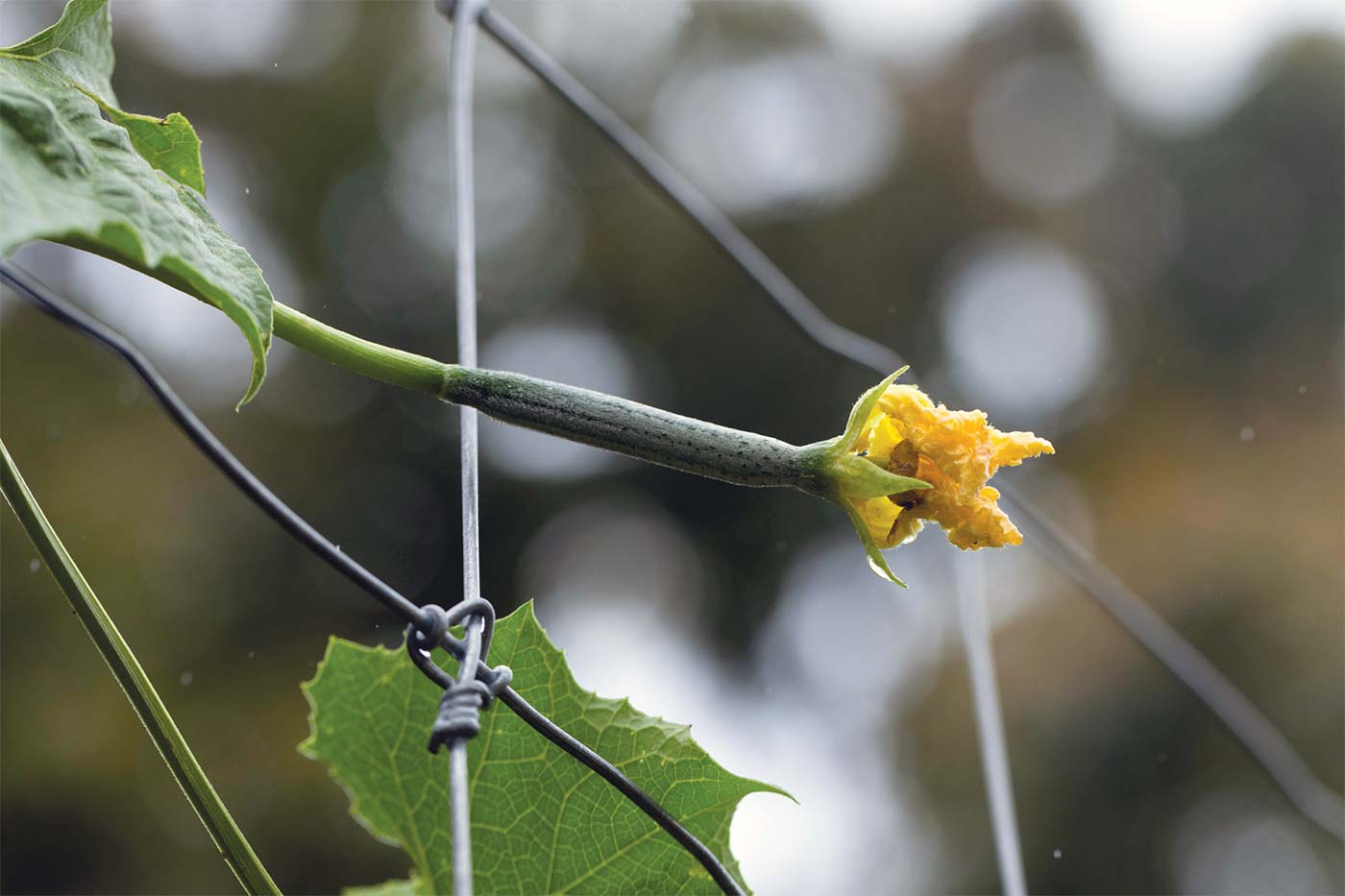 squash blossom