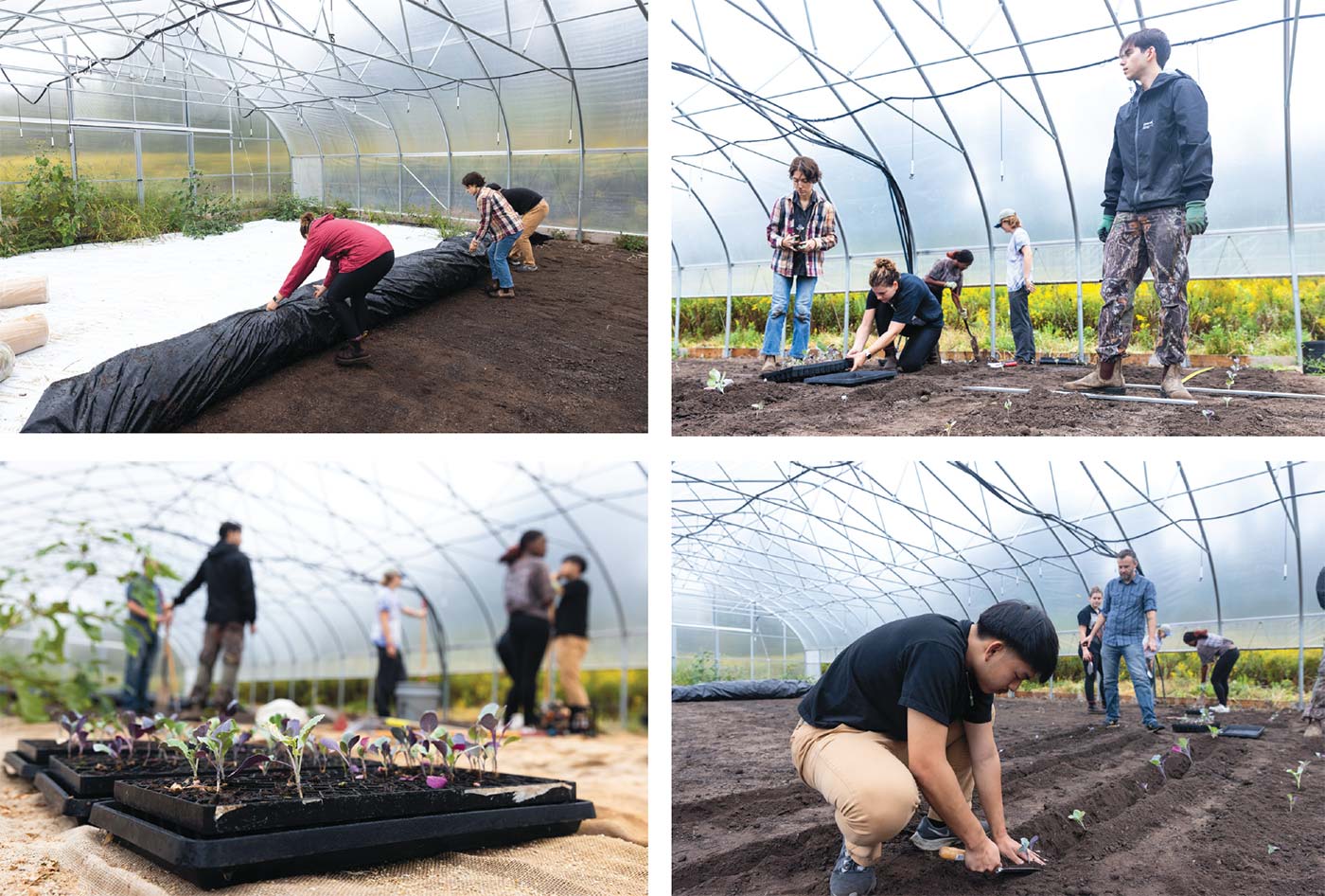 seed farm greenhouse