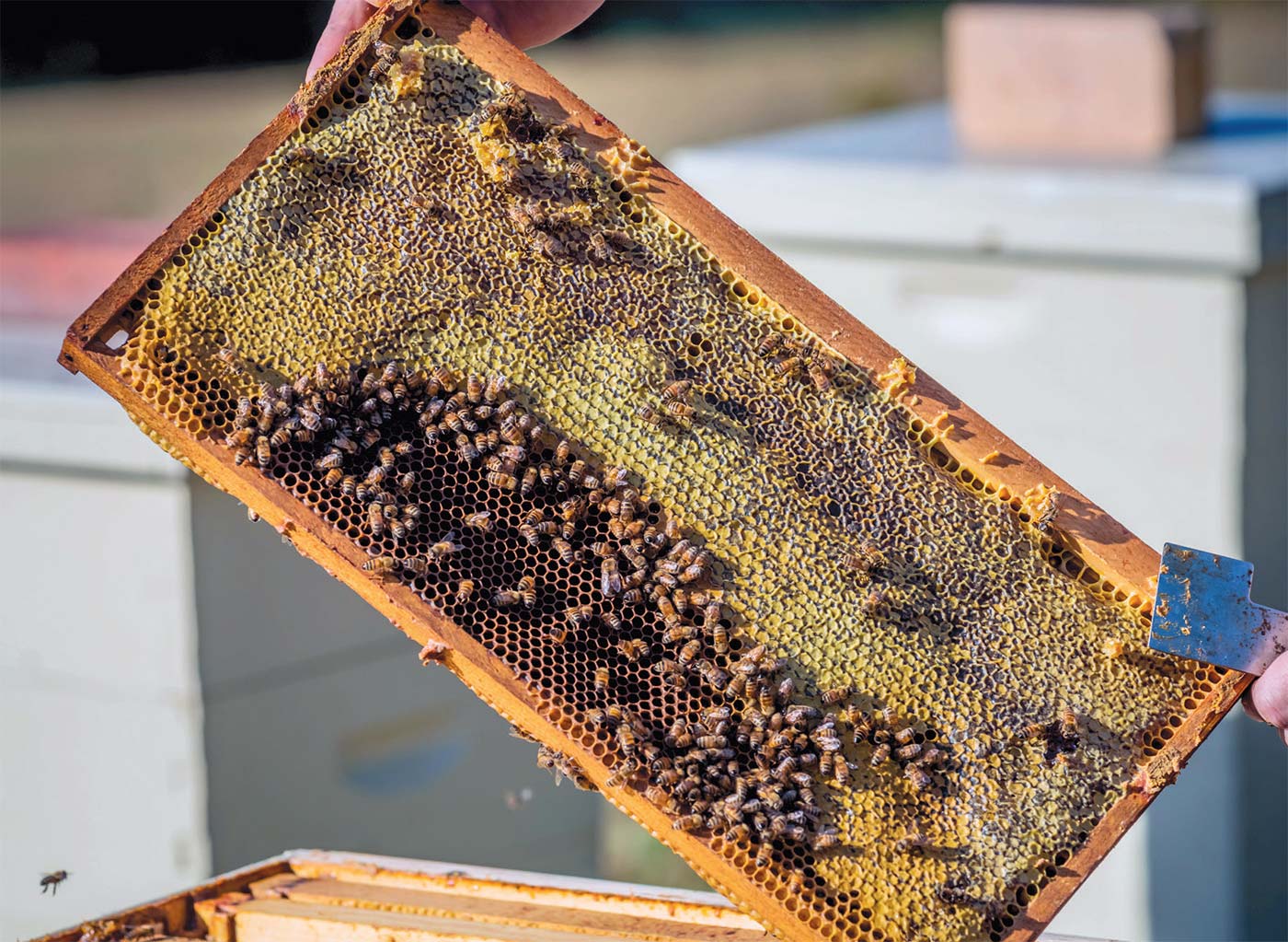 honeycomb from the hive