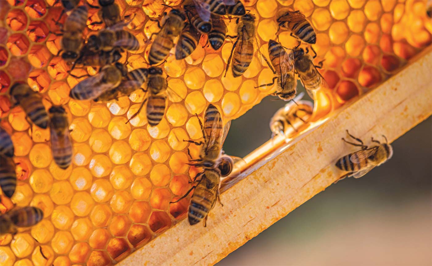 working honeybees