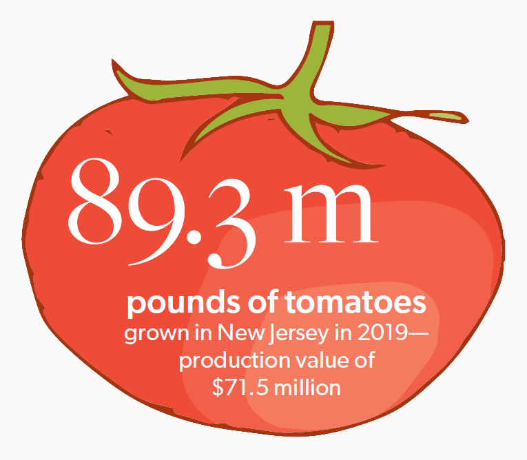 tomato production in New Jersey