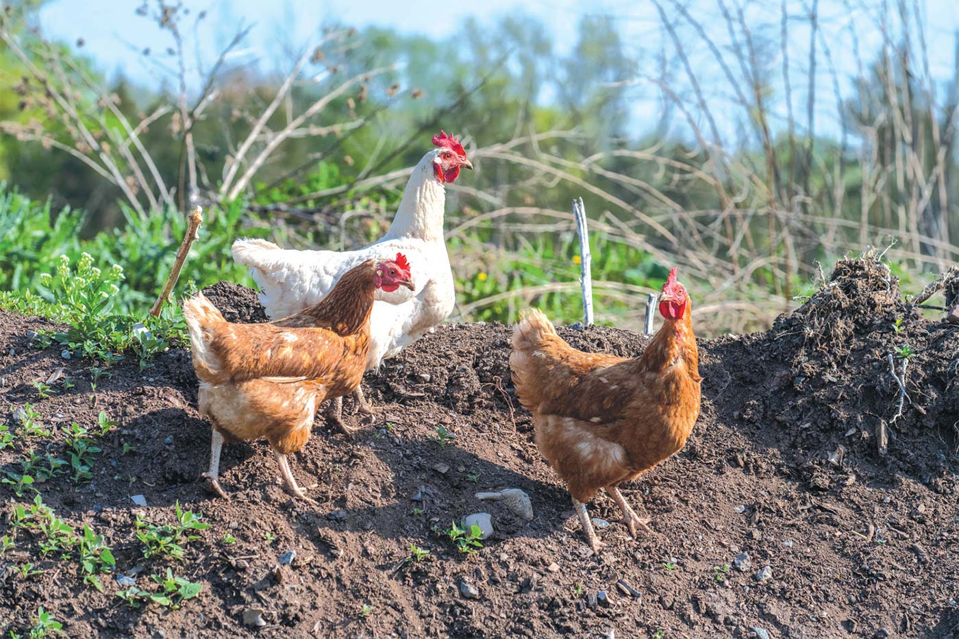 Double Brook Farm chickens