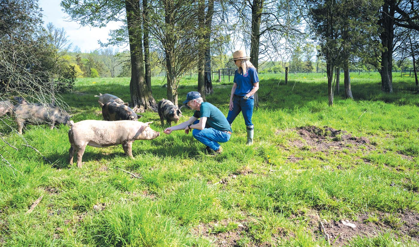 Double Brook Farm pigs