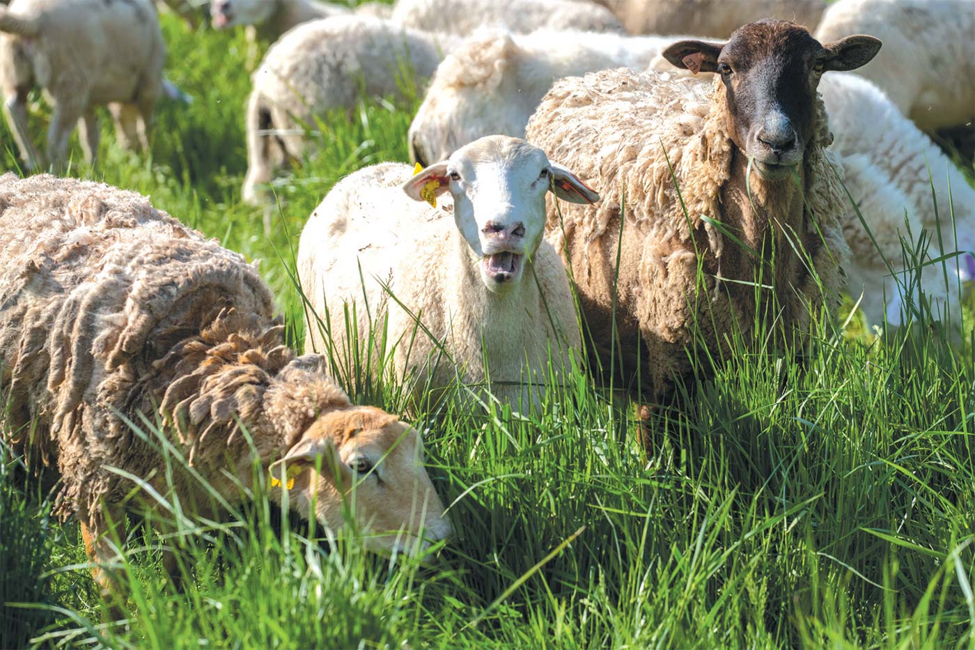 Double Brook Farm sheep