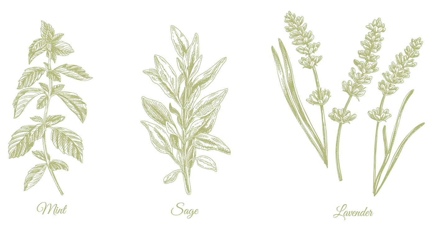 illustration of mint, sage and lavender