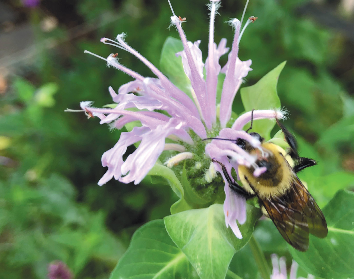 why-native-plants-are-important-edible-jersey