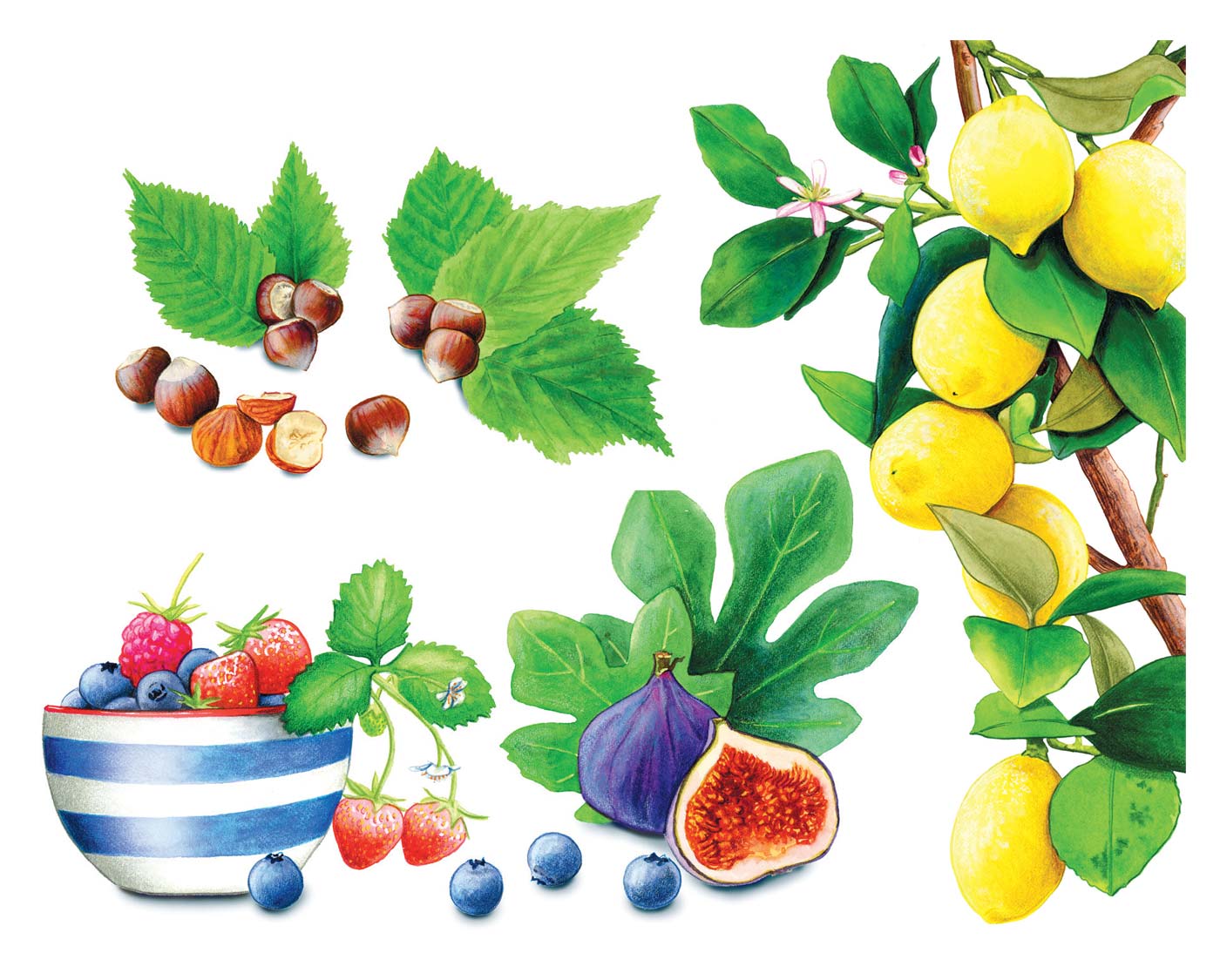 illustration of backyard fruit including lemons and cherries