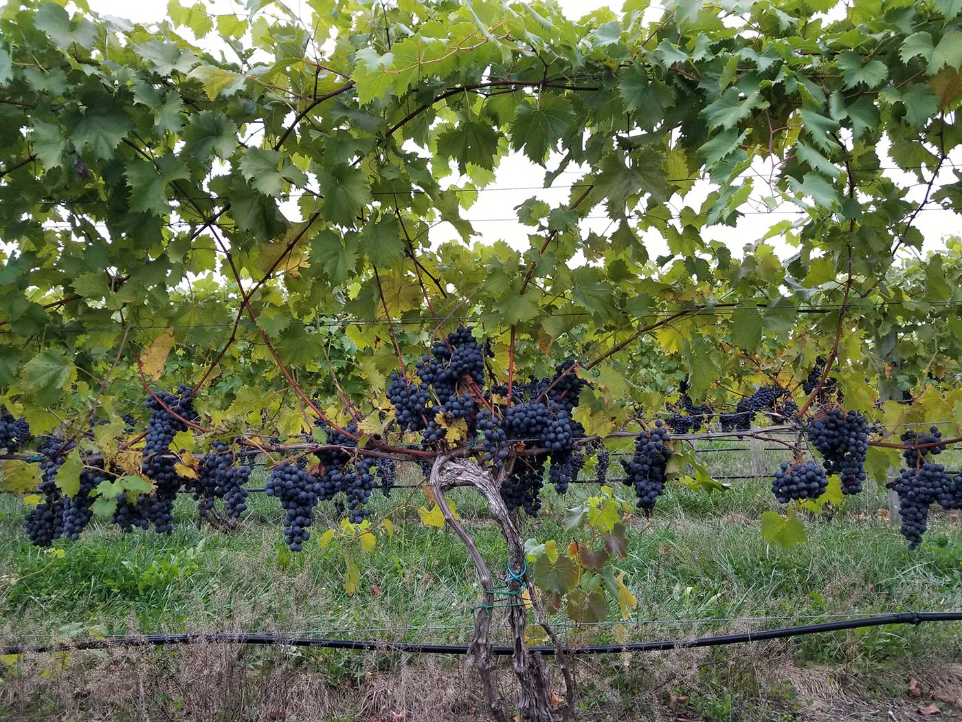 Chambourcin on the vine at Bellview Winery, Landisville