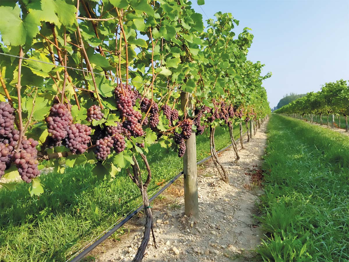 Bellview Winery Vineyards
