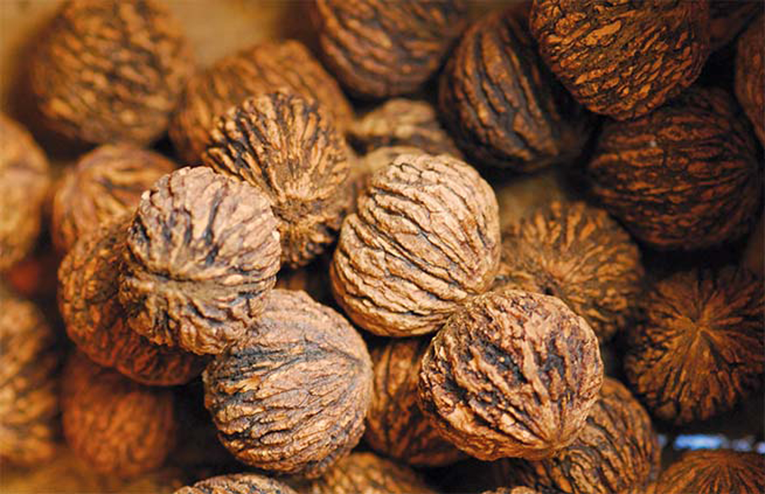 black walnuts