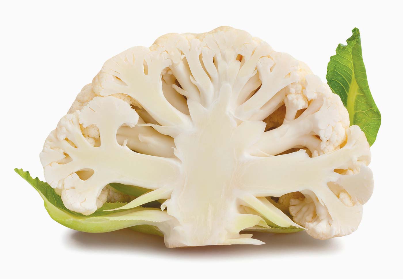 cross-section of a cauliflower