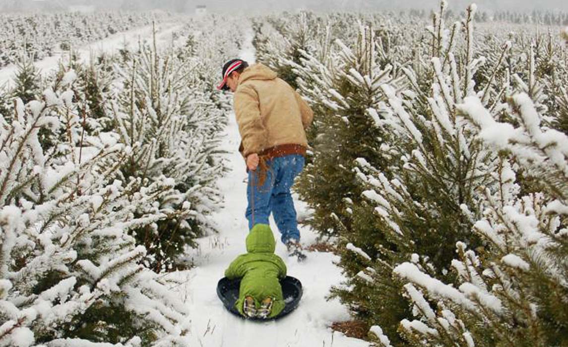 Cut-Your-Own Christmas Tree Guide | Edible San Diego