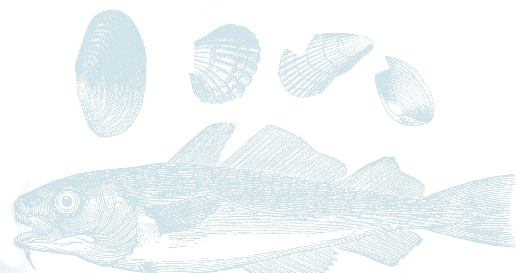 woodcut style illustration of a fish and shells