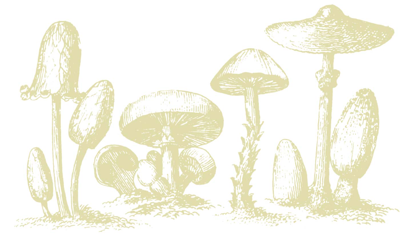 fungi woodcut illustration