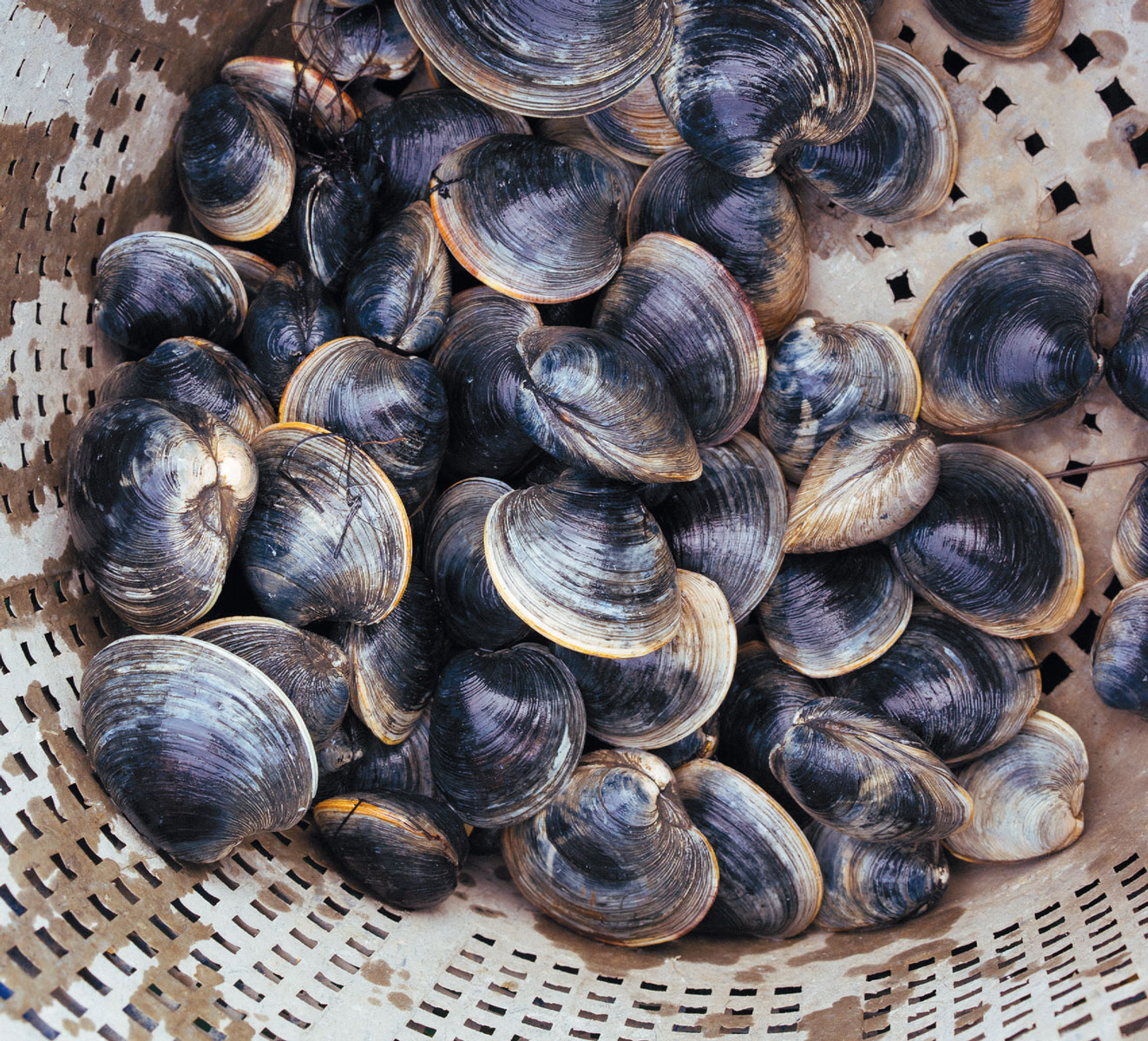 basket of clams