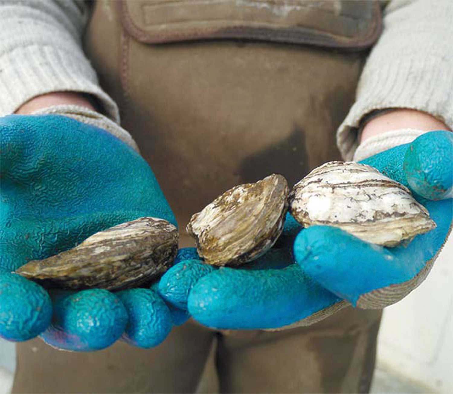 Holding up oysters