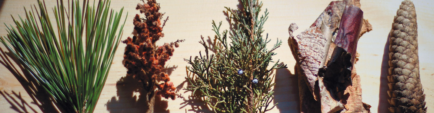 pine needles and juniper berries