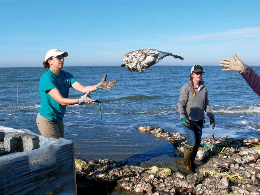 Using recycling shells to let oysters grow