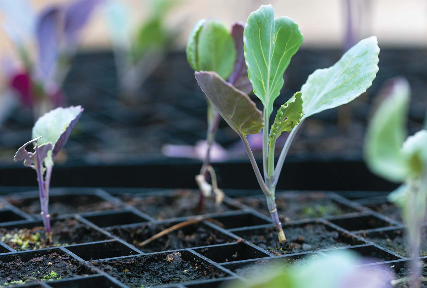 seedling at a seed farm