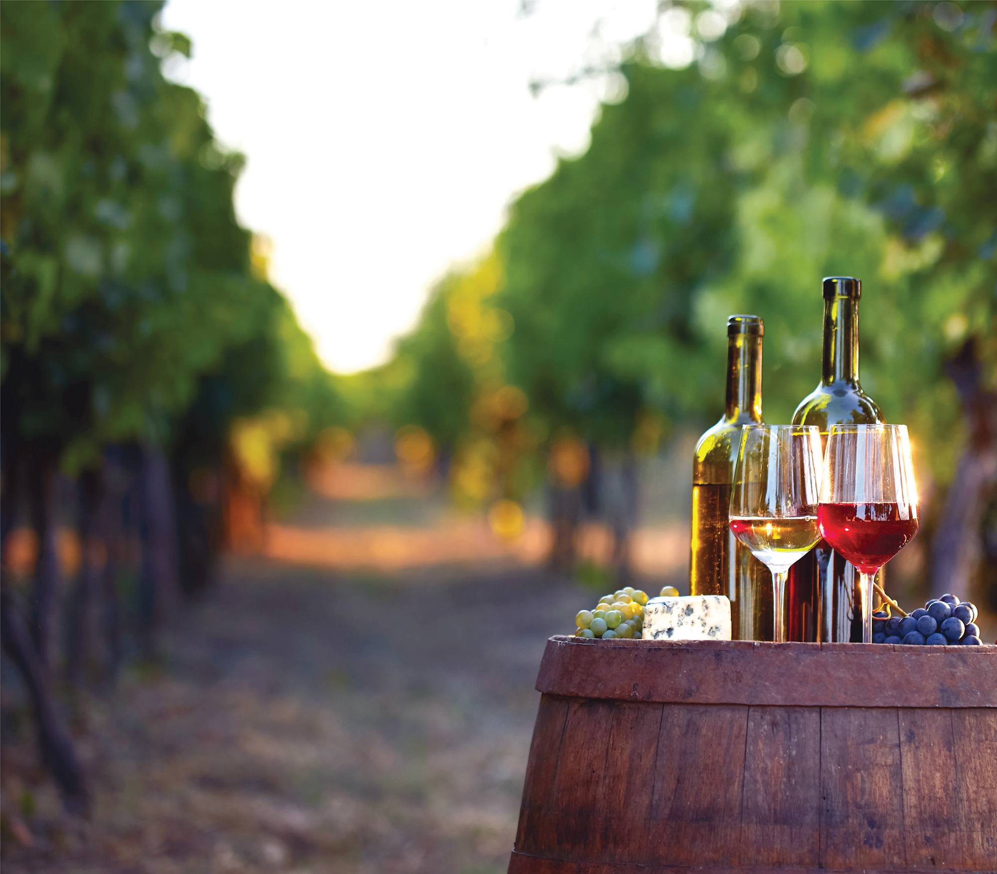 New Jersey wine and vineyard