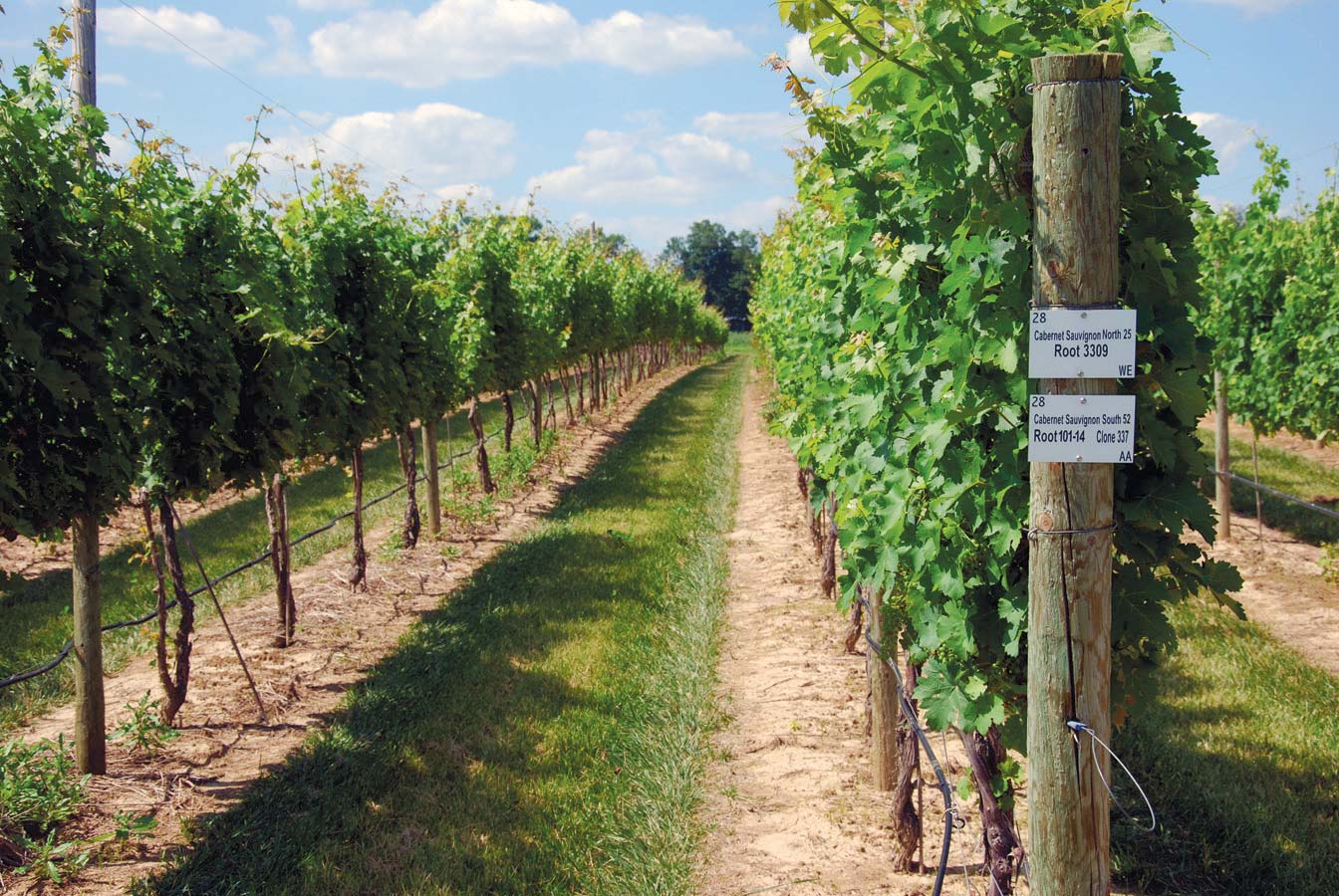 Terhune Orchards - vineyard