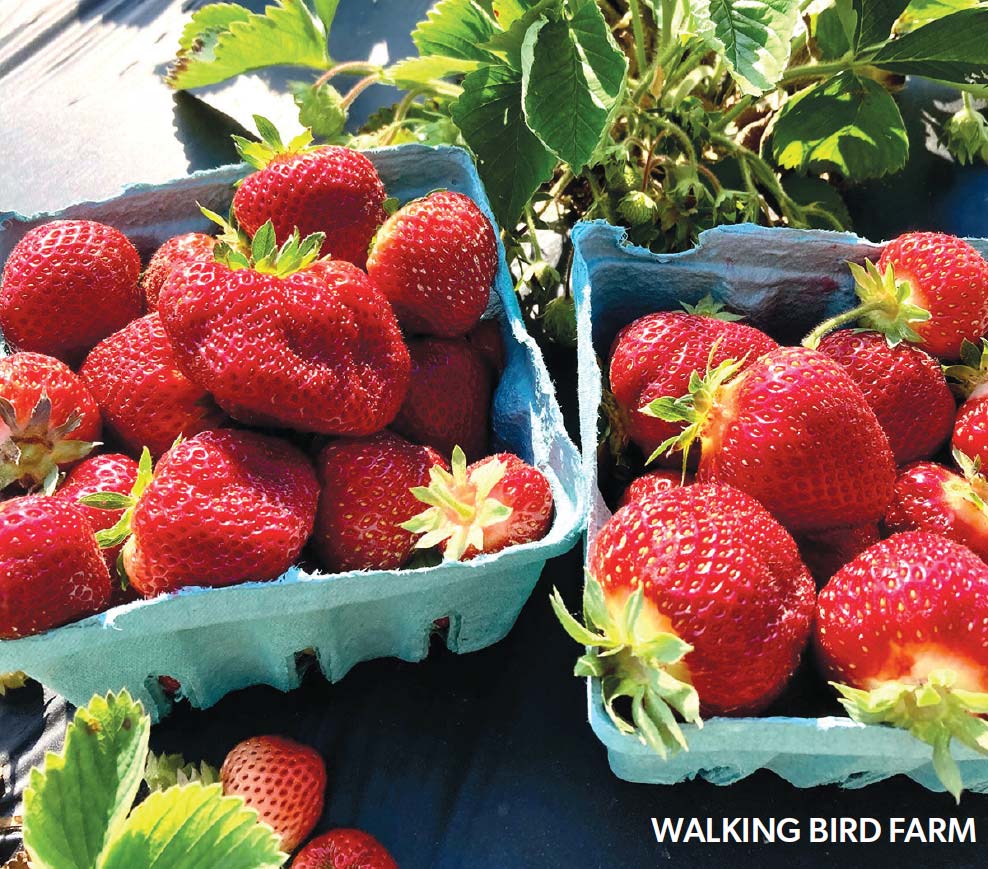 strawberries from the Walking Bird Farm CSA