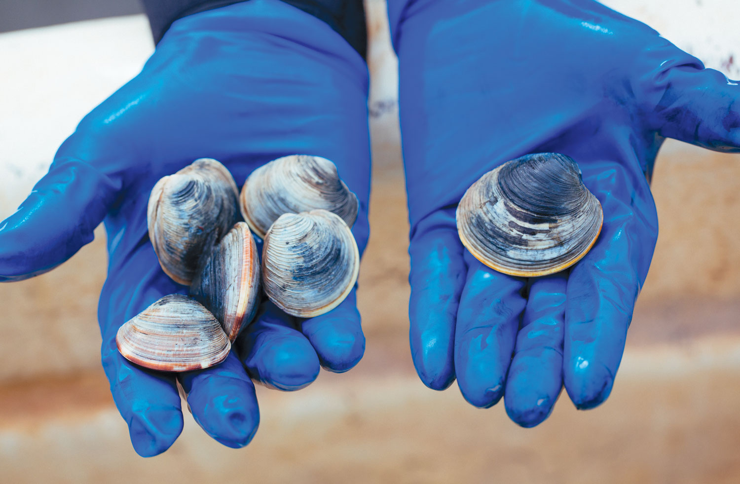 gloved hands holding a mess of clams