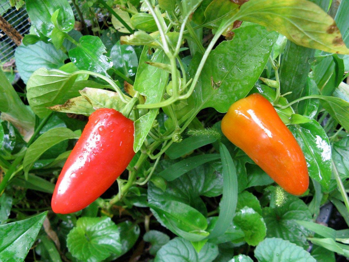 Red Fresno Peppers