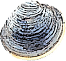 Littleneck clam