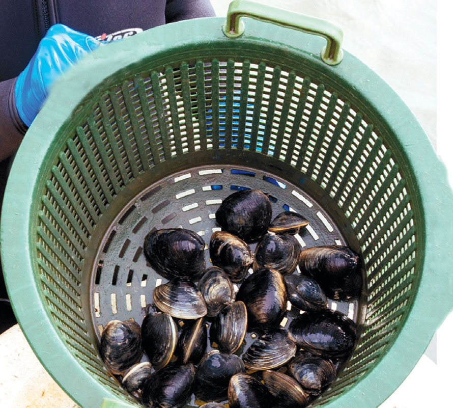 basket of clams