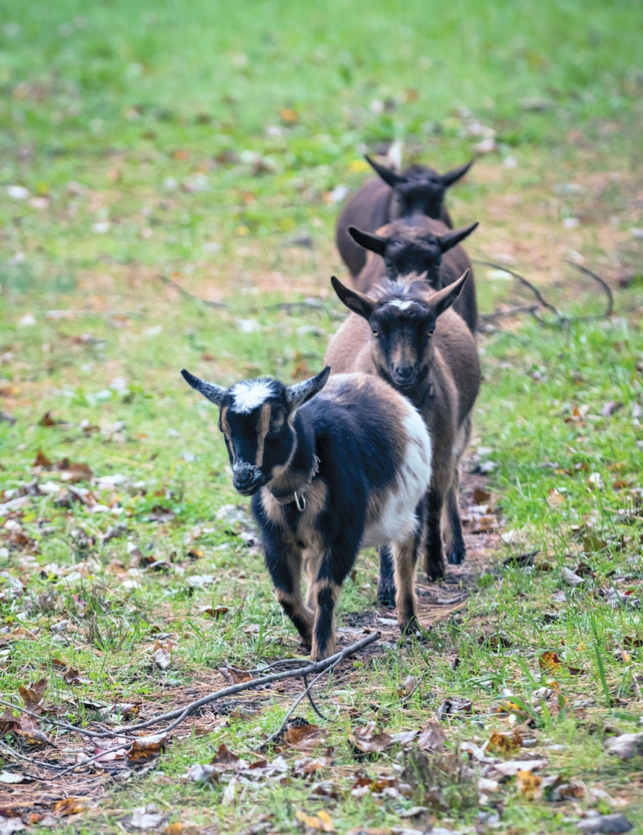 Oasis Farm goats